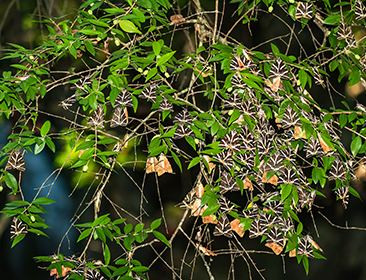 Butterflies in Butterfly Valley, Rhodes